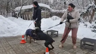 Догтренинг 574. Боксер и доберман против хозяев. Парный урок со сменой вожака.