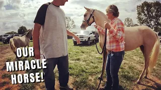 A REAL MIRACLE! ~ Picking Up Our New Horse We Bought At Auction