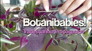Inch Plant Tradescantia Propagation & Care