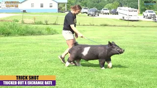 Trick Shot - Crossbred Boar