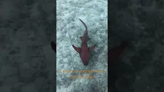 Shark Attacks Tourist in Maldives