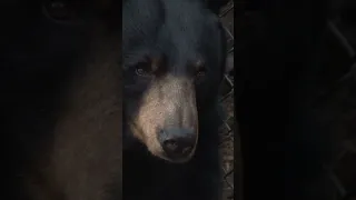Grizzly Bear or Black Bear: What’s Better?