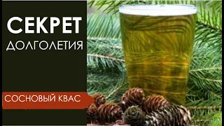 Хвойный квас🌲 - продлевает жизнь в 2 раза! Секрет долголетия🌲 Рецепт кваса. @IrinaLavande