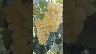 Виноград 🍇 Сирия сегодня