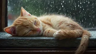 🐱 cute kitten got caught in the rain and fell asleep soundly 🐈 - rain sounds walking 💦