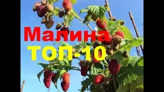 Малина ТОП-10, малина ремонтантная, летняя, сорта