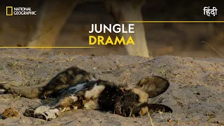 Jungle Drama | Savage Kingdom | हिन्दी | Full Episode | S1-E4 | Nat Geo Wild