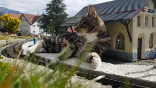 Mutzerbahn - "Cat-aclysm" in Such station, waiting for a model train to come.