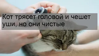 Кот трясет головой и чешет уши, но они чистые