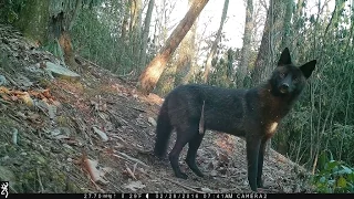 NC Wildlife: Black coyote at my trail cam; Hendersonville, NC.