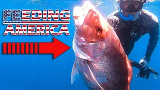 Commercial Fishing for Snapper - FEEDING AMERICA