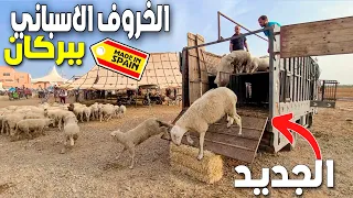 دخول خرفان جديدة السلالة الإسبانية 🇪🇸 بمدينة بركان MOUTON ESPAGNOLE À BERKANE