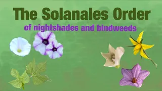 Info About the Solanales Order You Likely Want to Know!
