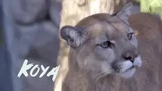 Mountian Lions Check Out New Digs at the San Diego Zoo