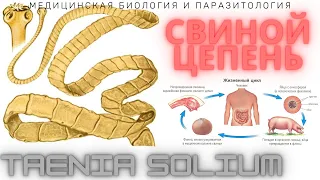 Свиной Цепень (Taenia solium): Морфология, Жизненный Цикл, Симптомы, Диагностика, Профилактика