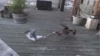 Pelican vs Seagull - Fish Battle