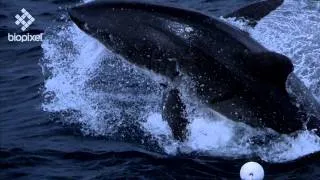 Great White Breeching in Slow Motion at 1000 Frames per Second #2