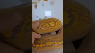 giant snake is no match for egg bandit