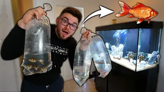 J'AI ACHETÉ LES POISSONS POUR MON AQUARIUM !