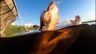 Massive Alligator with DEFORMED MOUTH!!! {Catch Clean Cook}