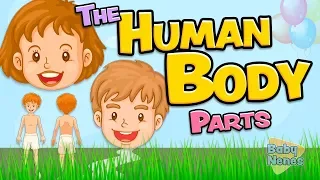 The human body parts in English for kids - Anatomy vocabulary