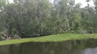 Blackwater Inn Boat tour of the St. Johns River