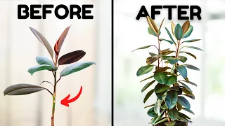 10 Simple Tips For A Super Bushy Rubber Plant