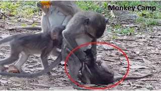 Big monkey try to catch baby monkey, Baby monkey playing, Life of baby monkey in Angkor, Monkey Camp