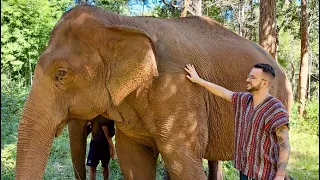 Elephant Sanctuary Chiang Mai - Into the Wild Elephant Camp.