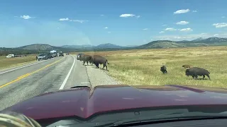 Bison in Grand Teton NP Almost Taken Out by RV