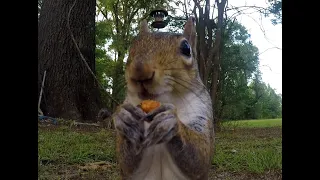 The Squirrel Video- Squirrels attack the bird feeder, they fight each other, and they eat everything