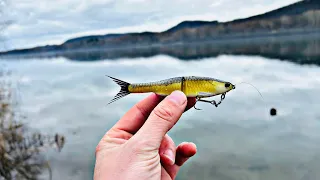 THE SMALLMOUTH WERE SMASHING THE NESSIE!!!(Such Fun Bites!)