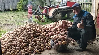 Гусеничный минитрактор копает картошку самодельной копалкой швырялкой.