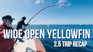 Crazy Yellowfin Bite, Constantly Bit!