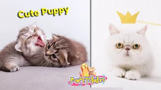 Gatinhos fofos e divertidos fazendo a festa. Cute puppy And Funny Animals - Baby cats