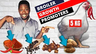 My 4 Trusted Broiler Growth Promoters - Growth Promoter for Poultry