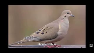 Mourning Dove (bird sounds)