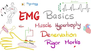 Electromyography (EMG) Basics, Muscle Hypertrophy, Denervation, Rigor Mortis | Muscle Physiology