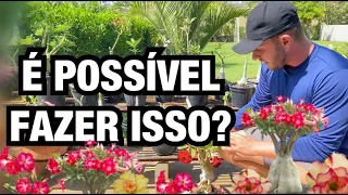 FAZER MUDA de ROSAS DO DESERTO pela FOLHA dá CERTO? | Henrique Buttler
