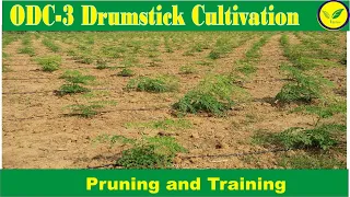 ODC3 Moringa / Drumstick  Pruning & Training Practice