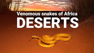 The venomous snakes of Africa - DESERTS, Cape cobra, Red spitting cobra, Puff adder, Carpet viper