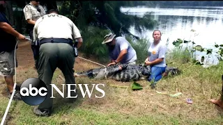 An alligator got this lady': 911 call captures moment of deadly attack