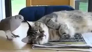 Sleeping cat is disturbed by singing bird