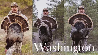 Spokane Washington Turkey Hunting- Epic Day with 3 Big Toms