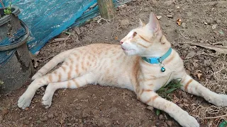 Cute adorable kitty cat outdoor rilaxing time #cat Videos