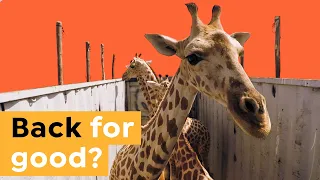 How Conservationists Are Saving the Giraffe