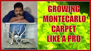 How to Make Montecarlo Carpet in Planted Aquarium | Aquasoil Amazonia Ver2 | New fish Planted Setup