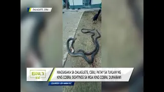 Regional TV News: Magsasaka, patay sa tuklaw ng king cobra