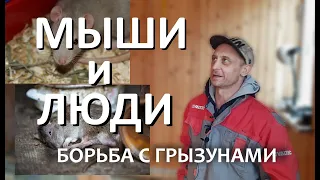 Мыши в частном доме и борьба с ними