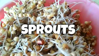 Sprouted Seed Mix | Healthy Budgie Food